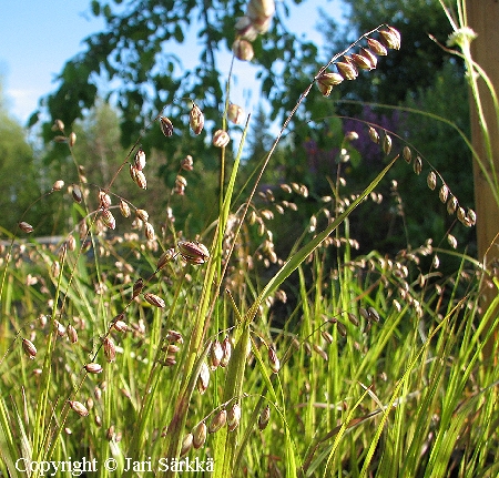 Melica nutans, nuokkuhelmikkä